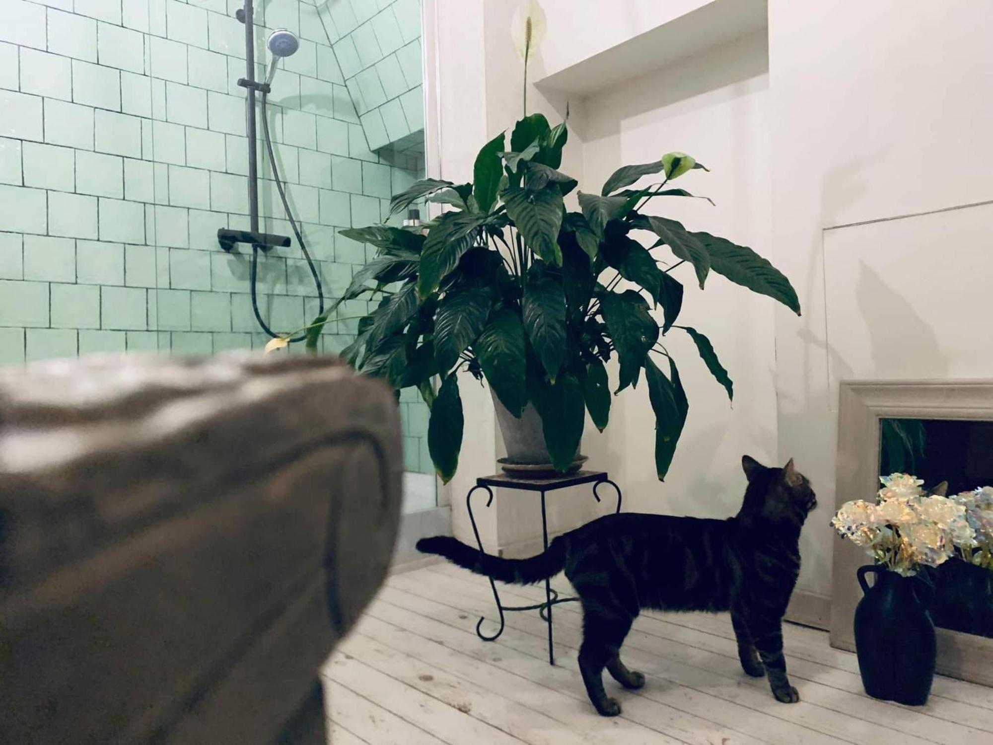 Mystic'S Lodge Antwerpen Bagian luar foto